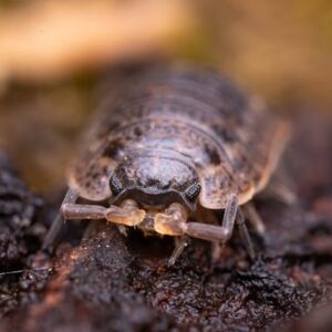 Armadillidium klugii