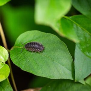 Porcellionides pruinosus