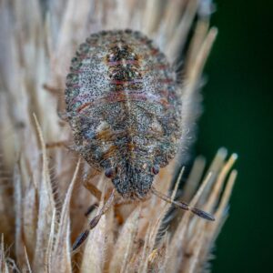 Porcellio hoffmannseggi