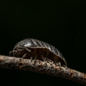 Armadillidium vulgare