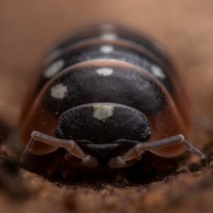 Porcellio scaber