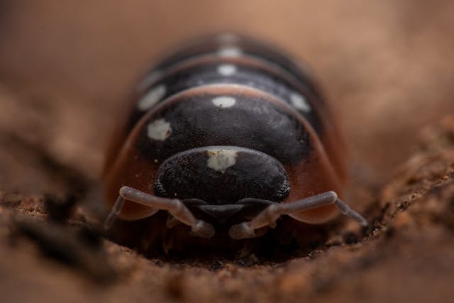 Porcellio scaber